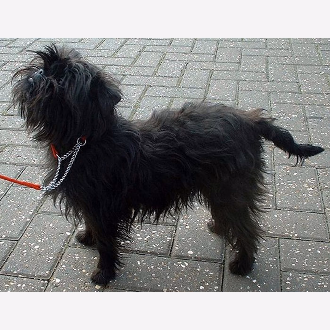 Affenpinscher
