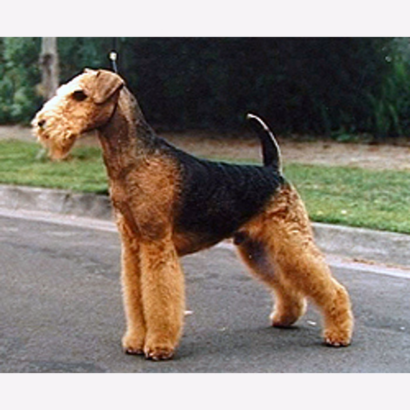 Airedale Terrier