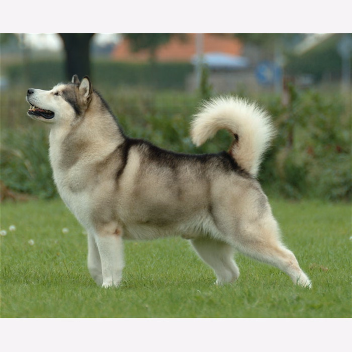 Alaskan Malamute