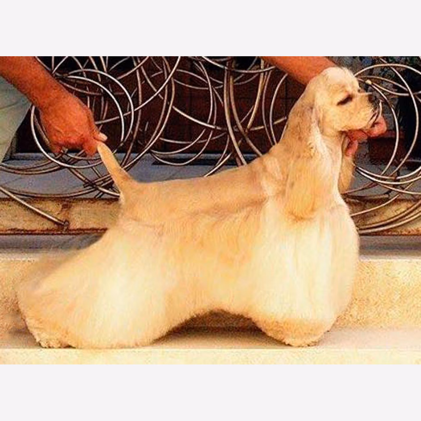 Amerikan Cocker Spaniel