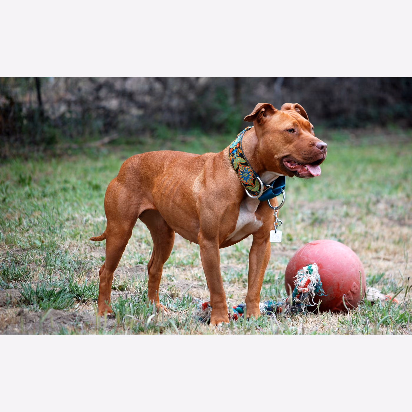 Amerikan Pitbull Terrier