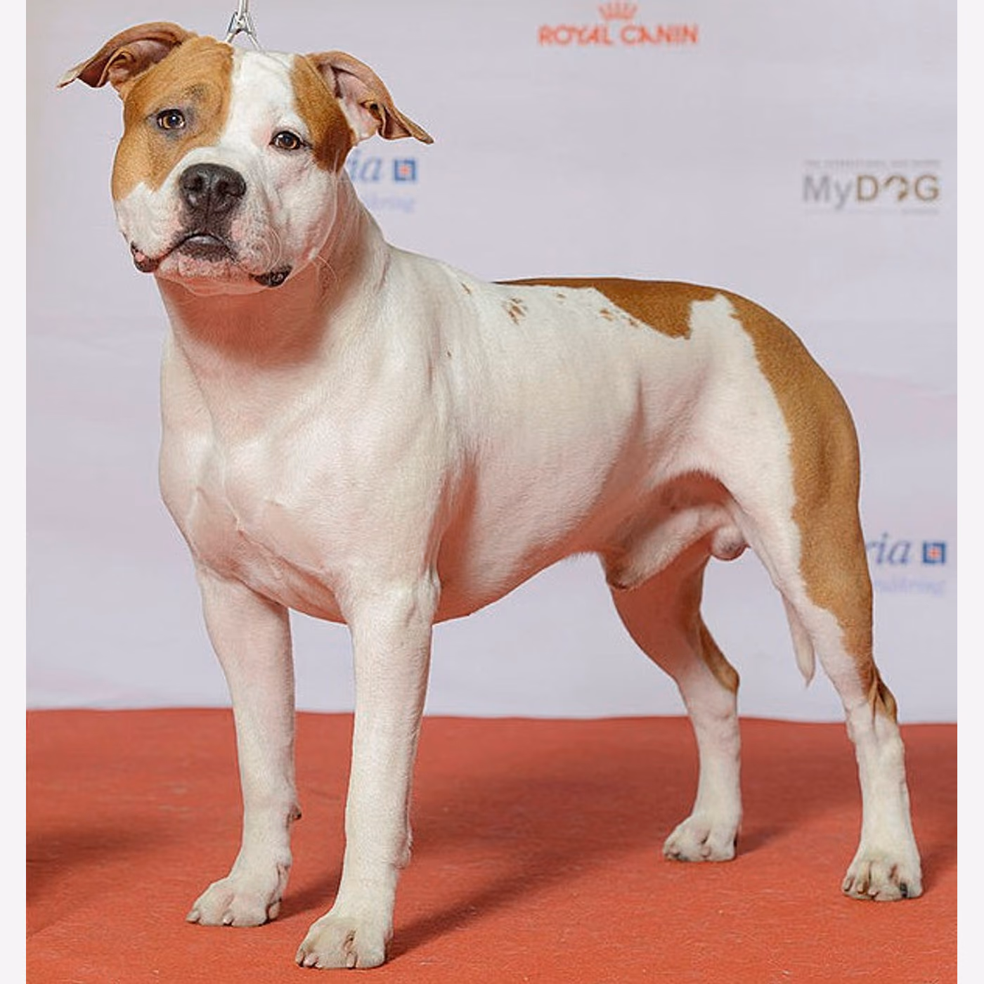 Amerikan Staffordshire Terrier