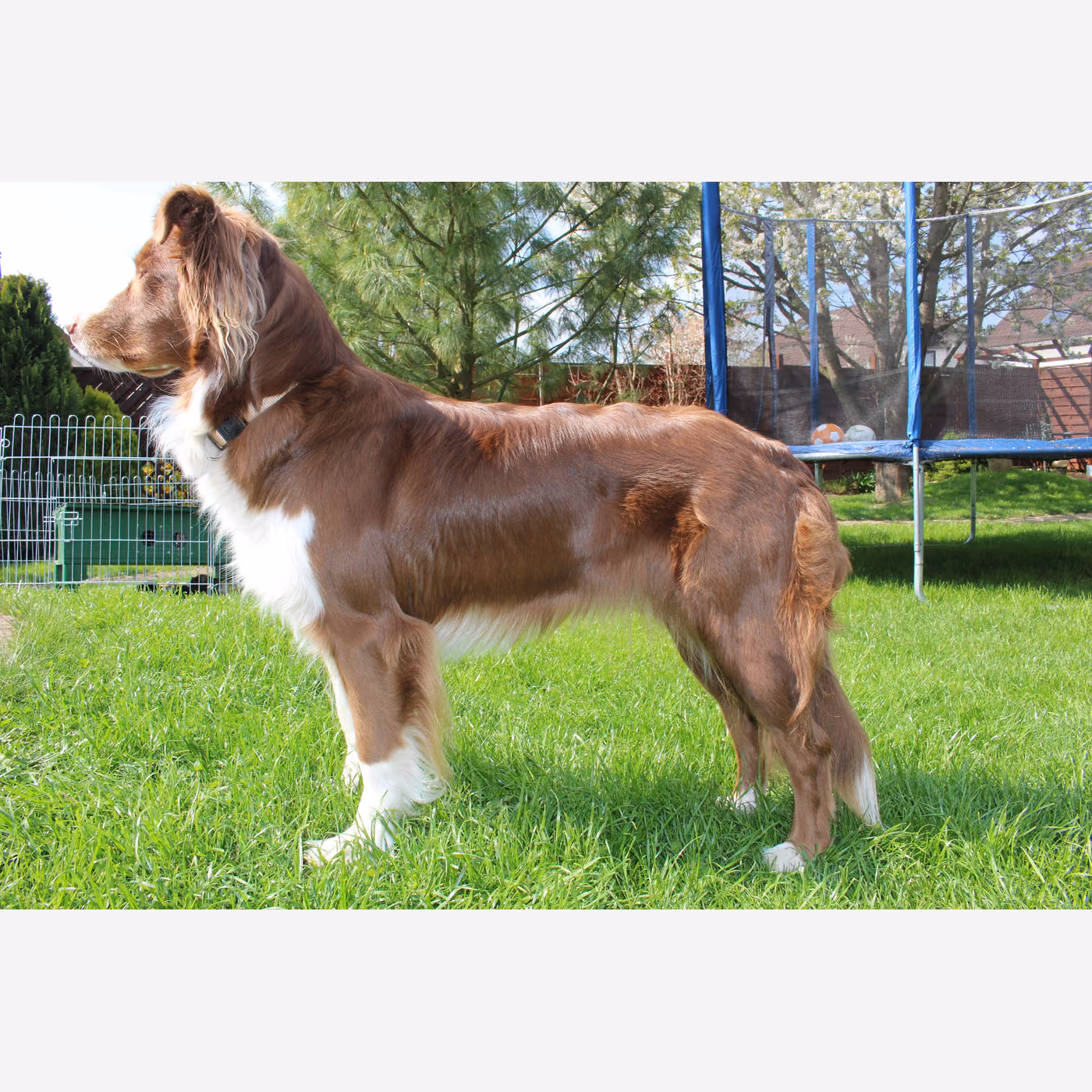 Avustralya Çoban Köpeği