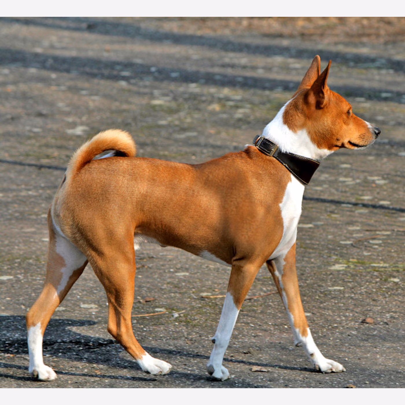 Basenji