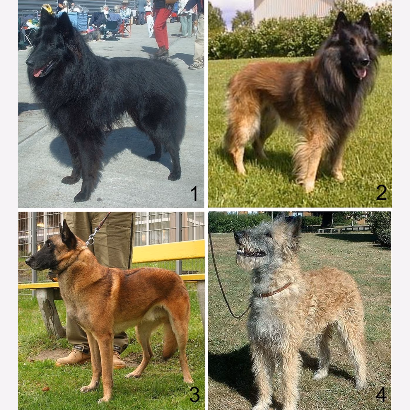 Belçika Malinois