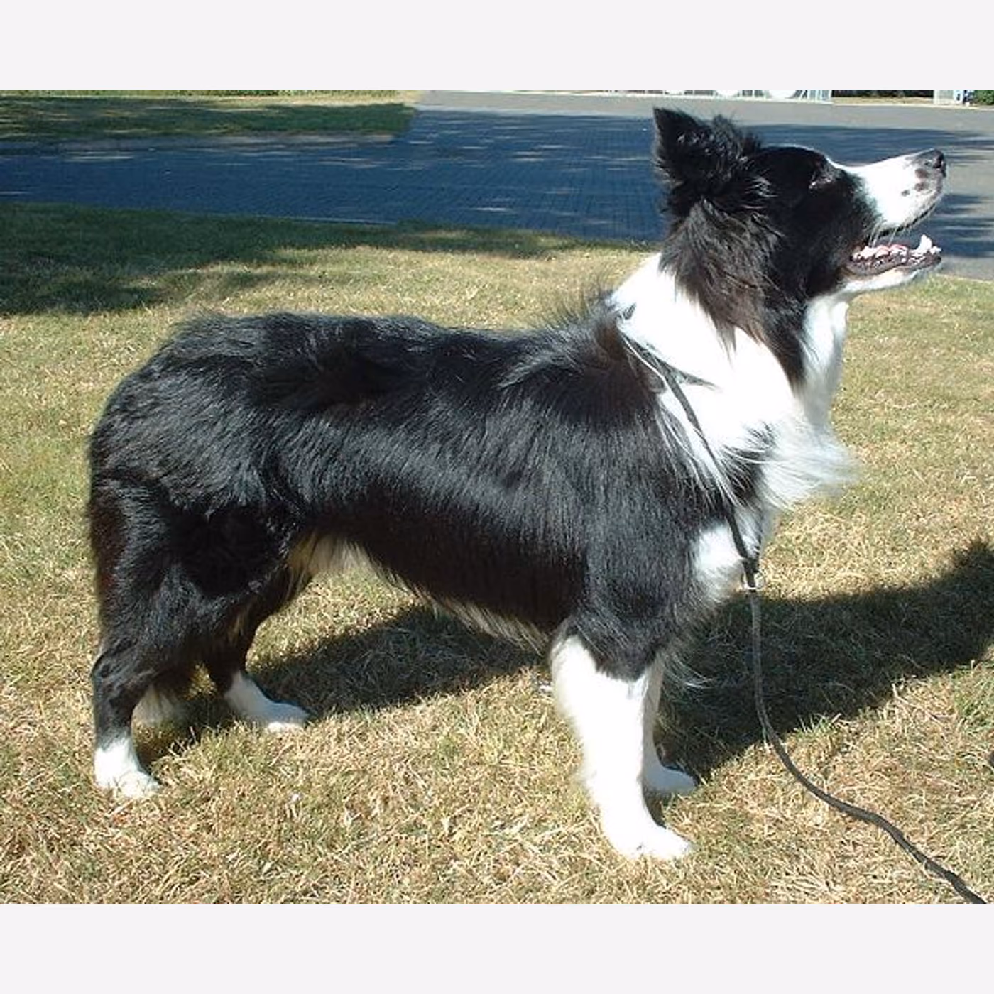 Border Collie