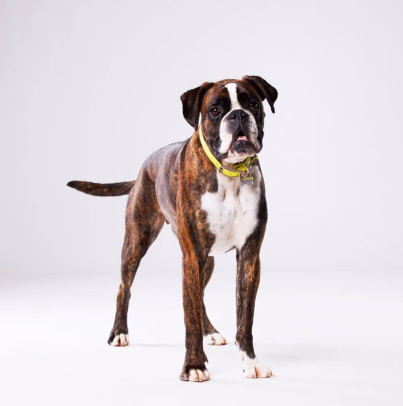 Boxer