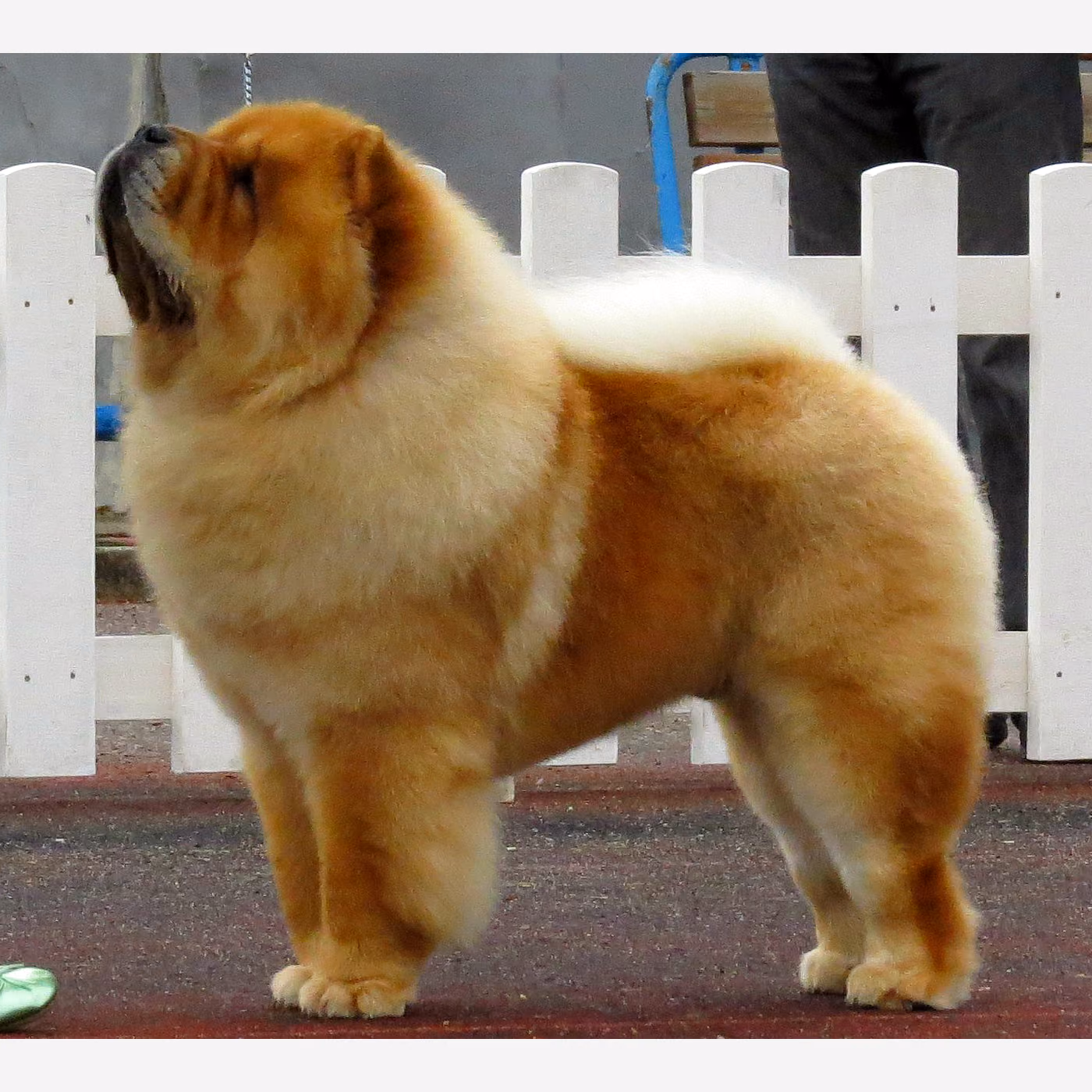 Chow Chow