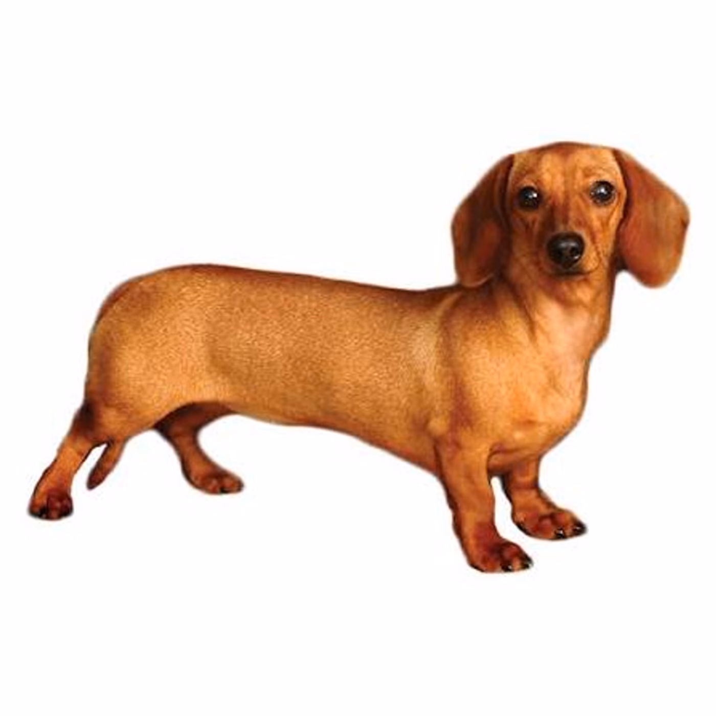 Dachshund