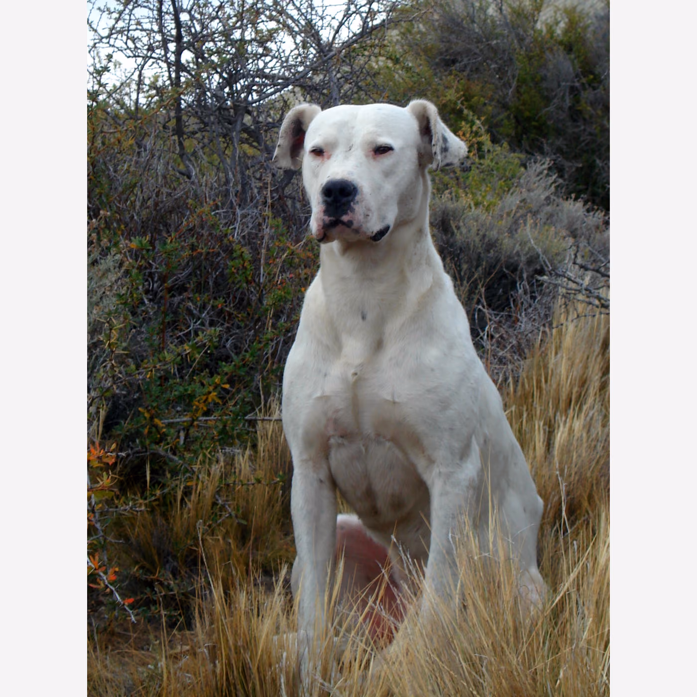 Dogo Arjantin