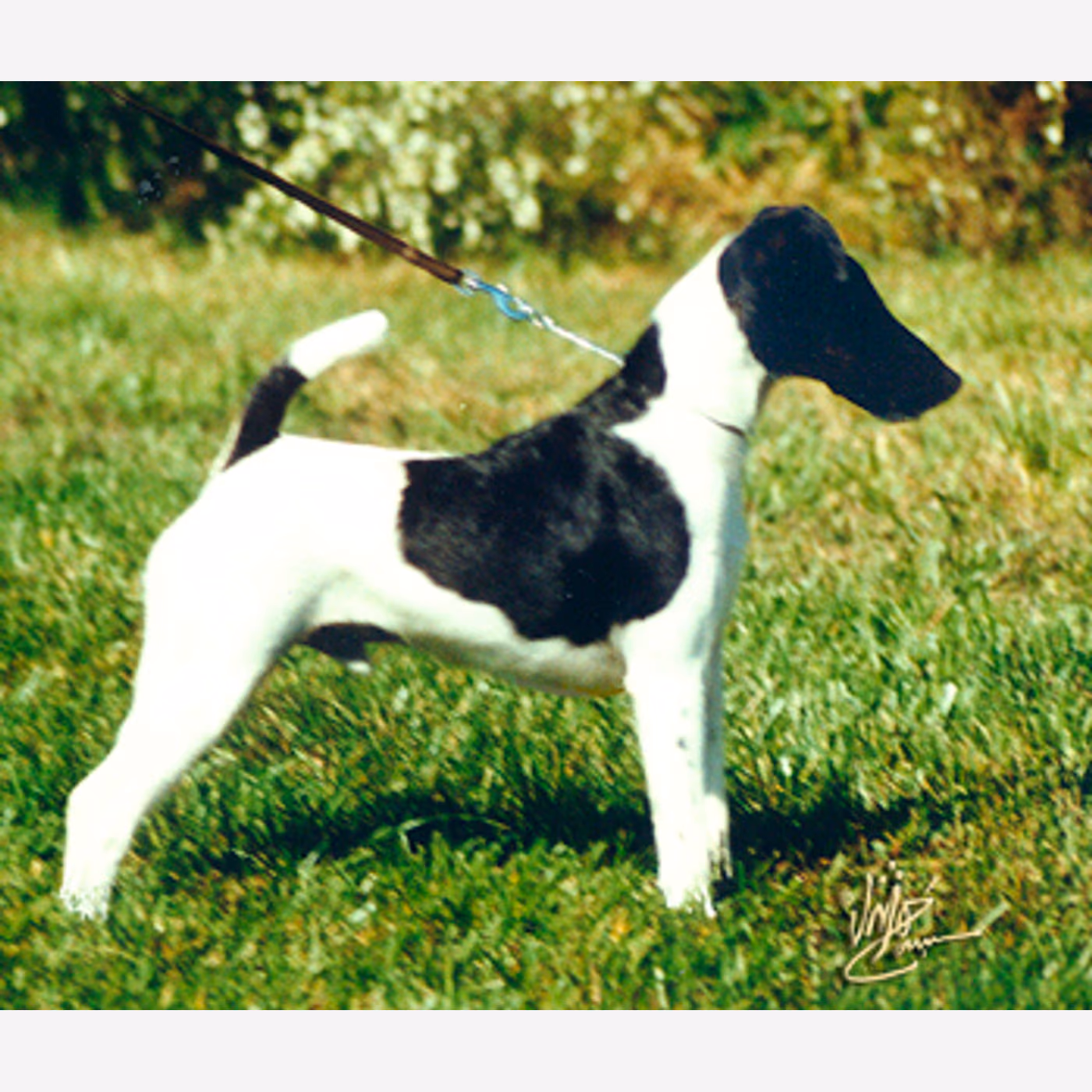 Fox Terrier (Smooth)