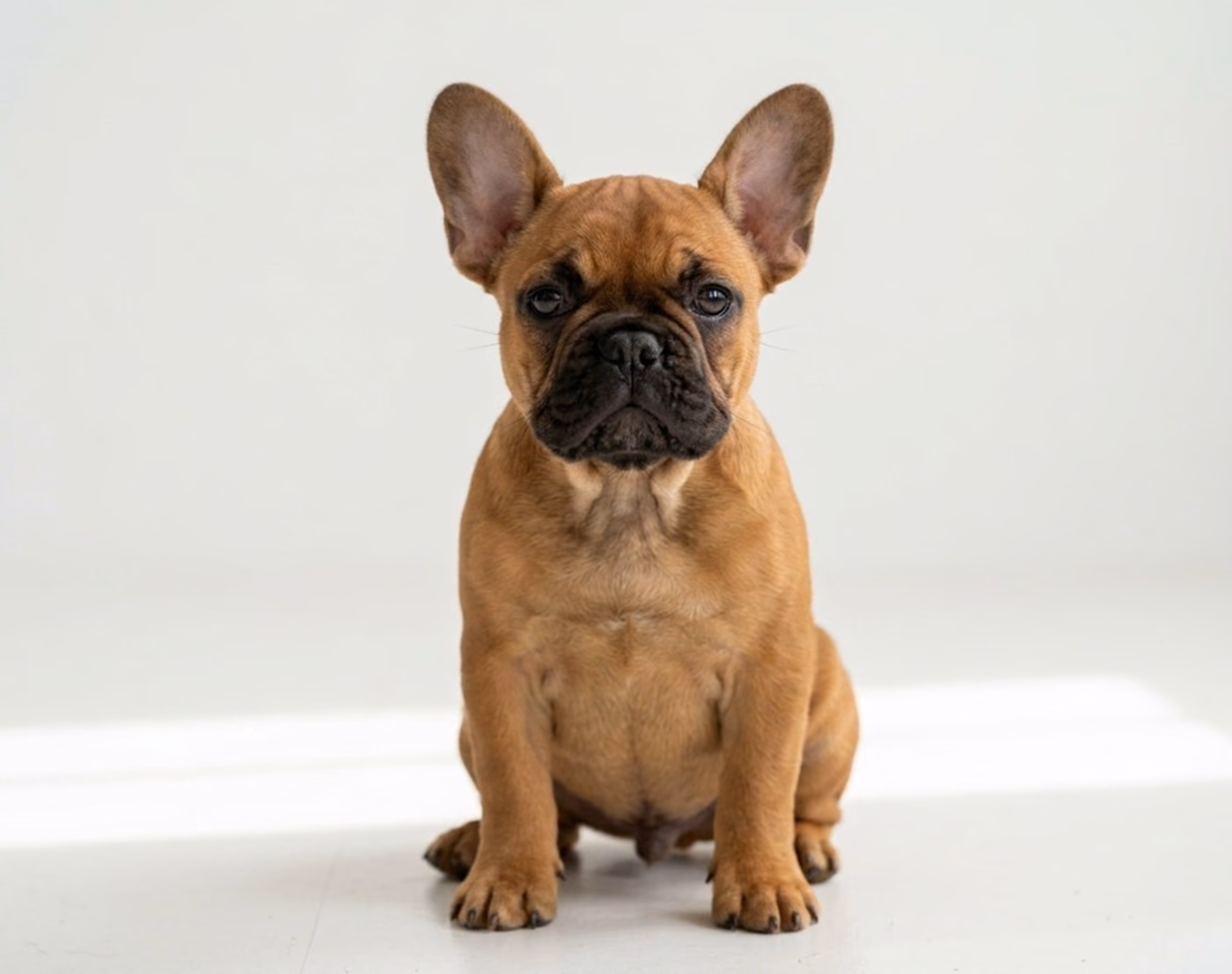 Fransız Bulldog