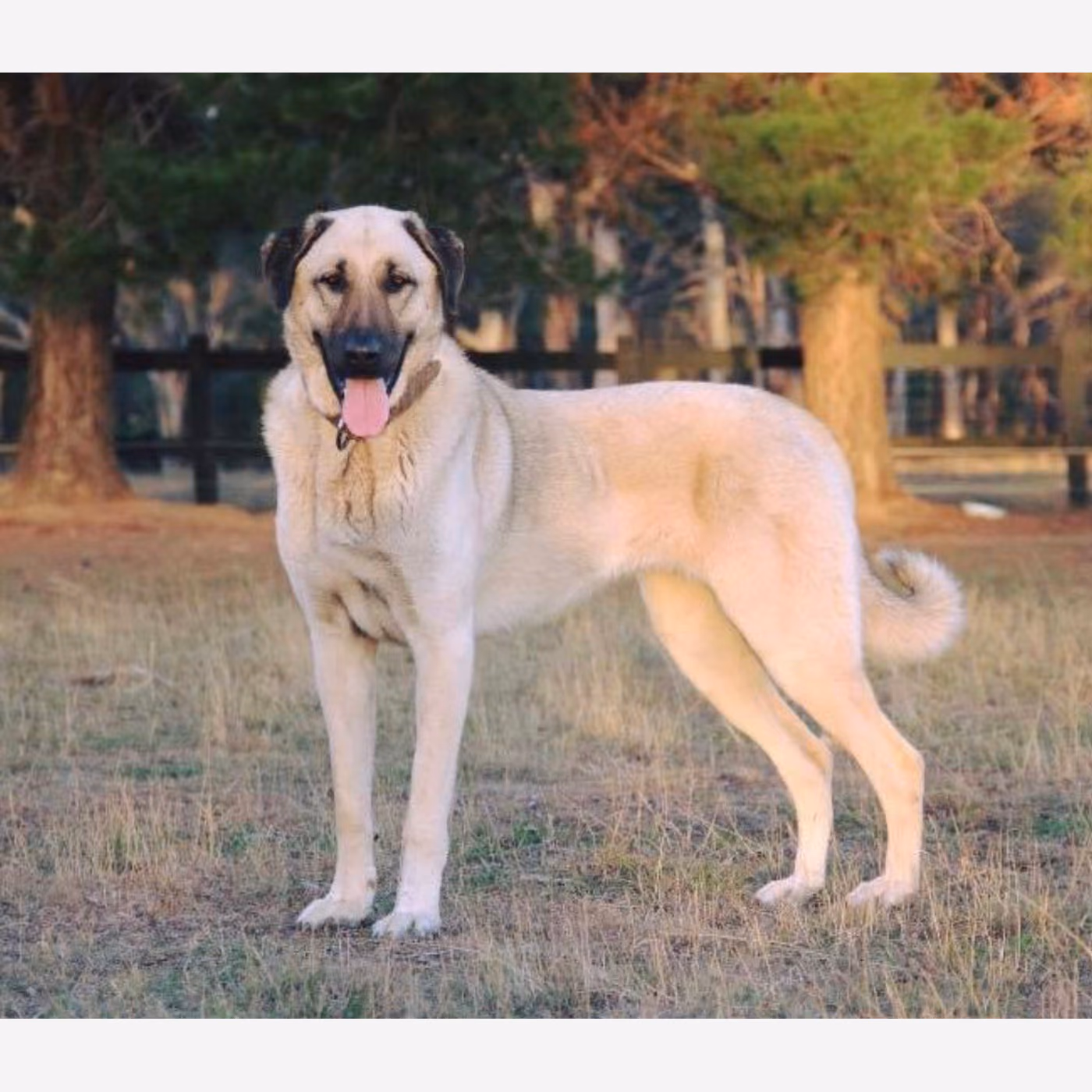 Kangal