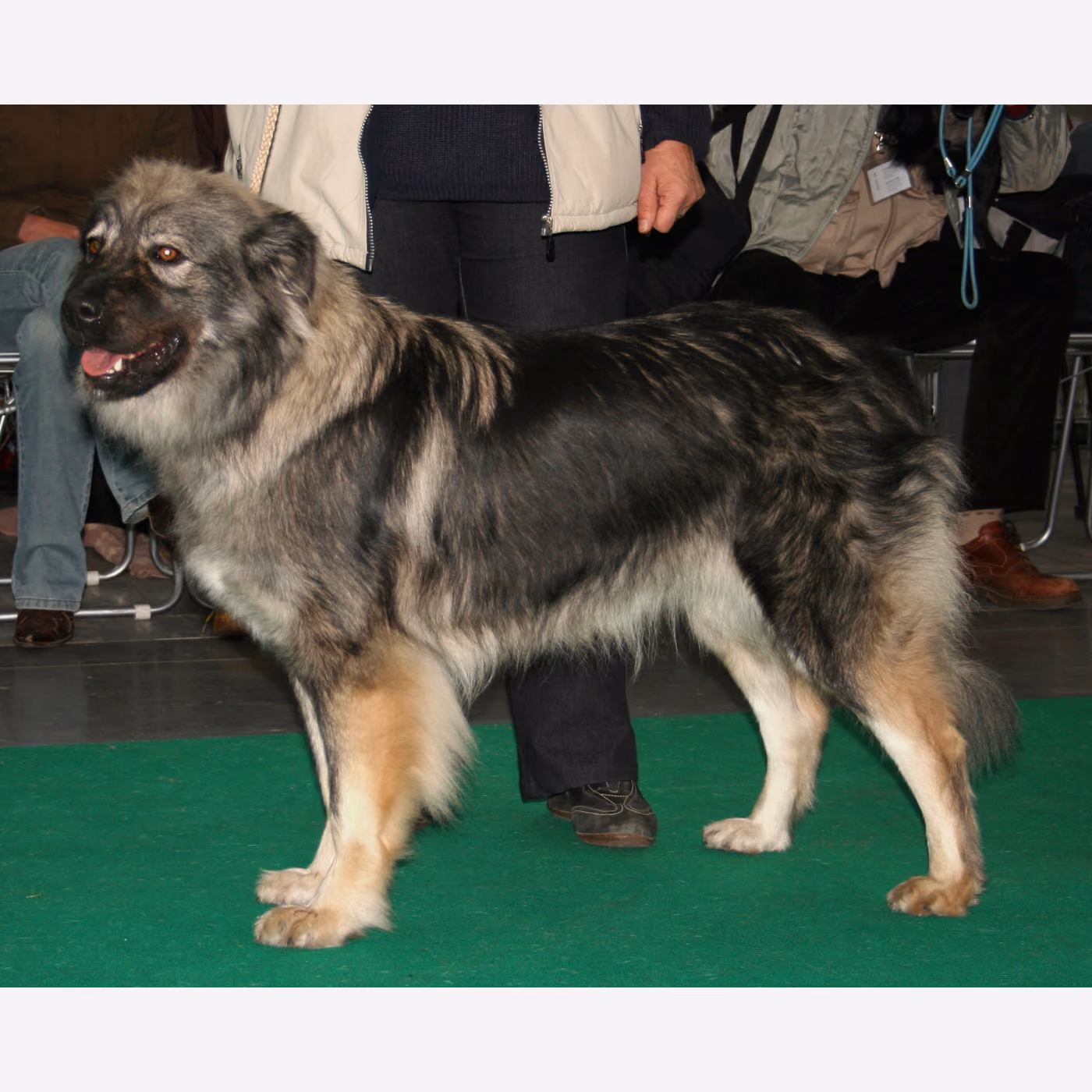 Karst Çoban Köpeği