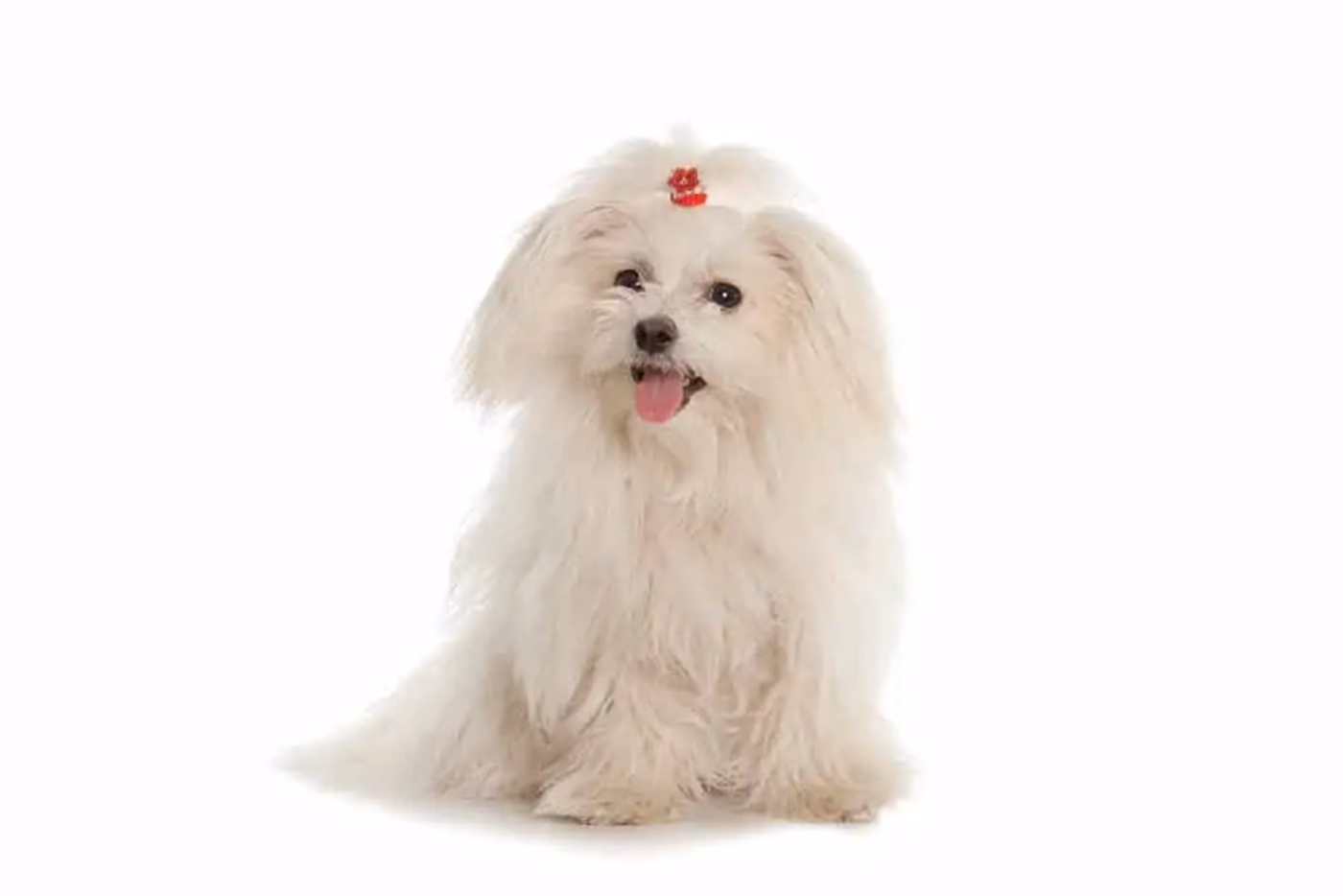 Malta Köpeği
