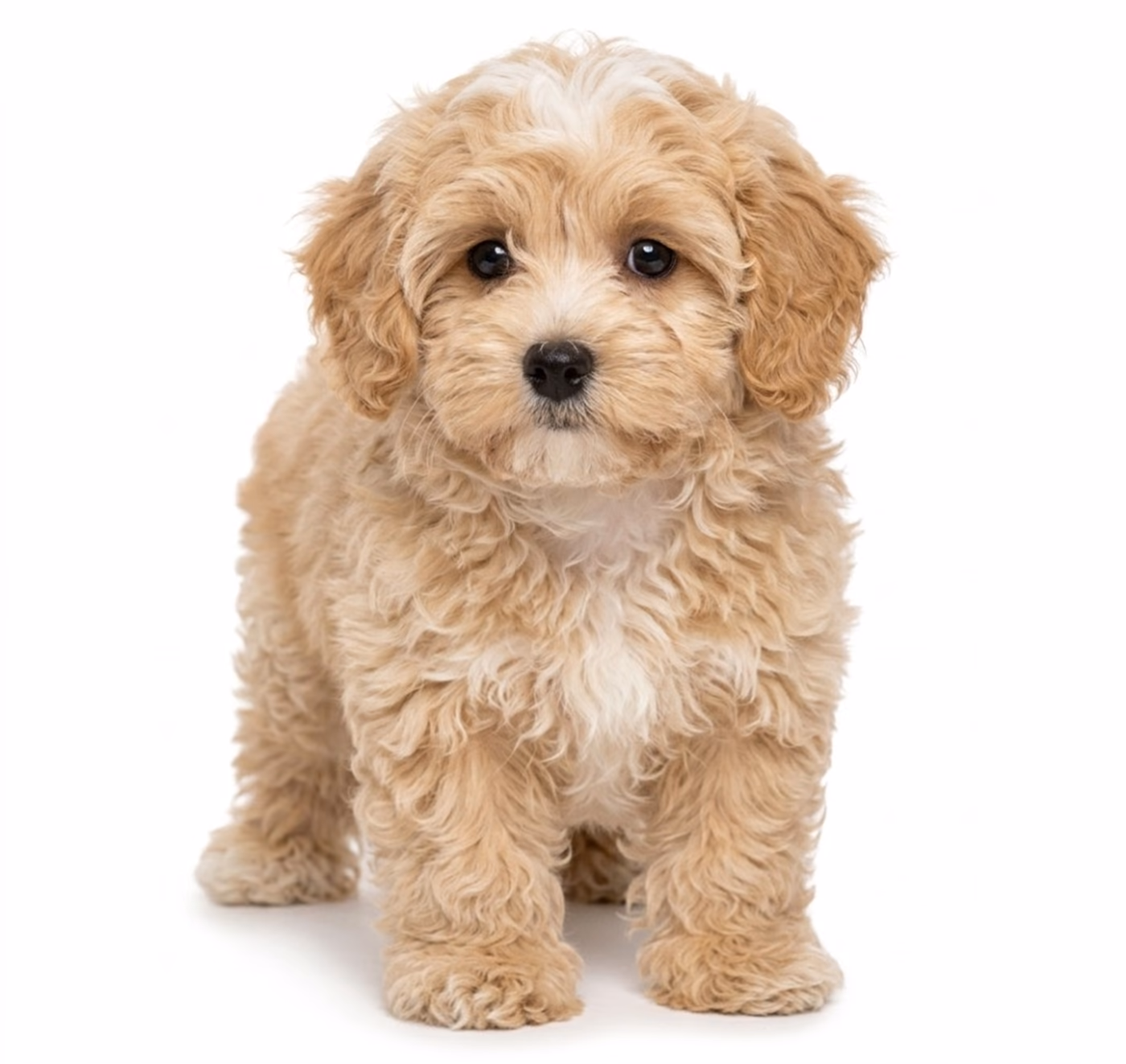 Maltipoo