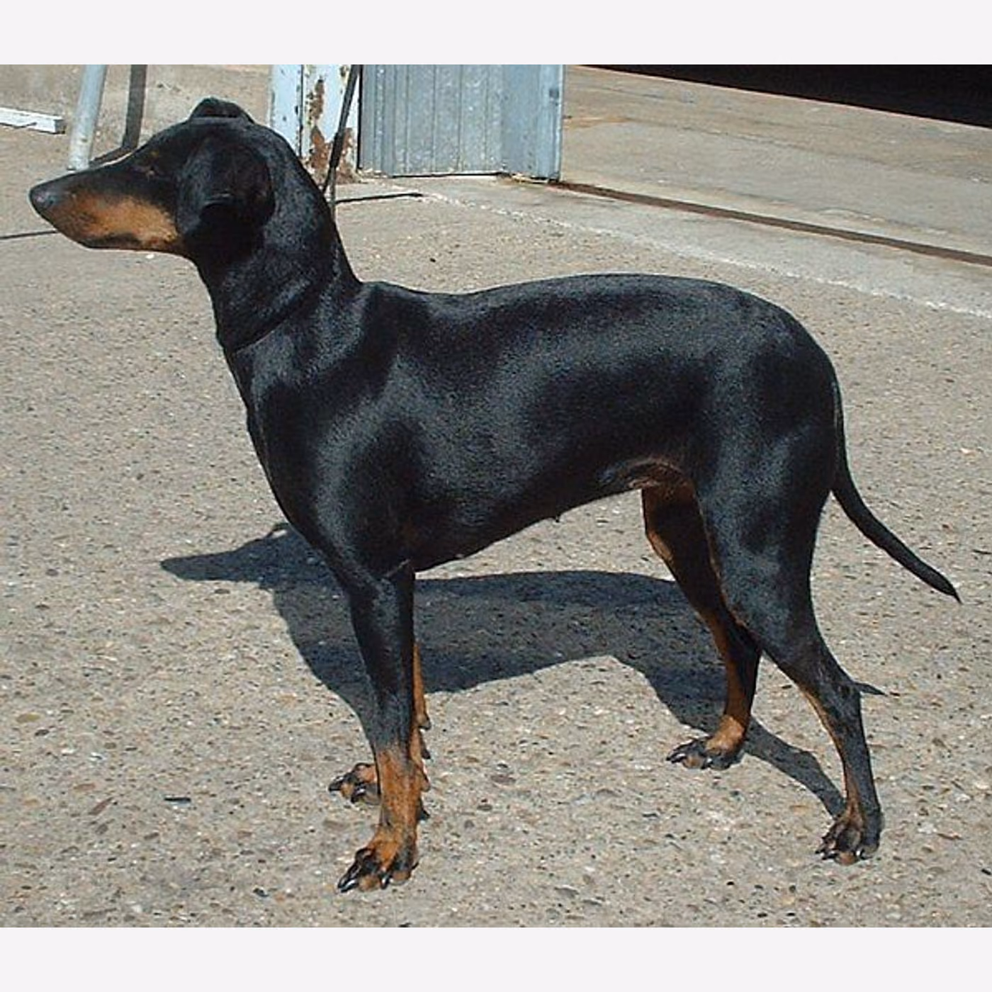Manchester Terrier