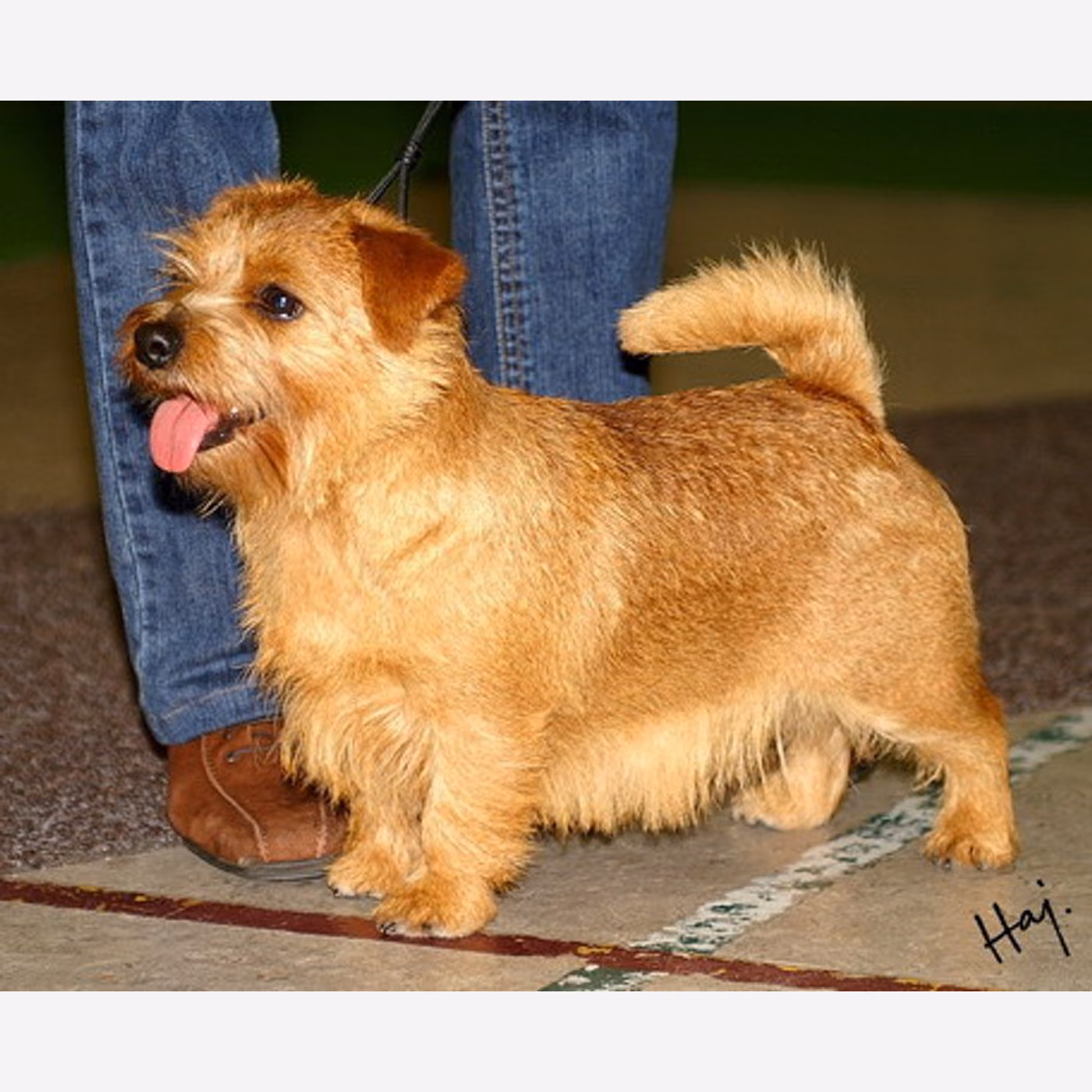 Norfolk Terrier