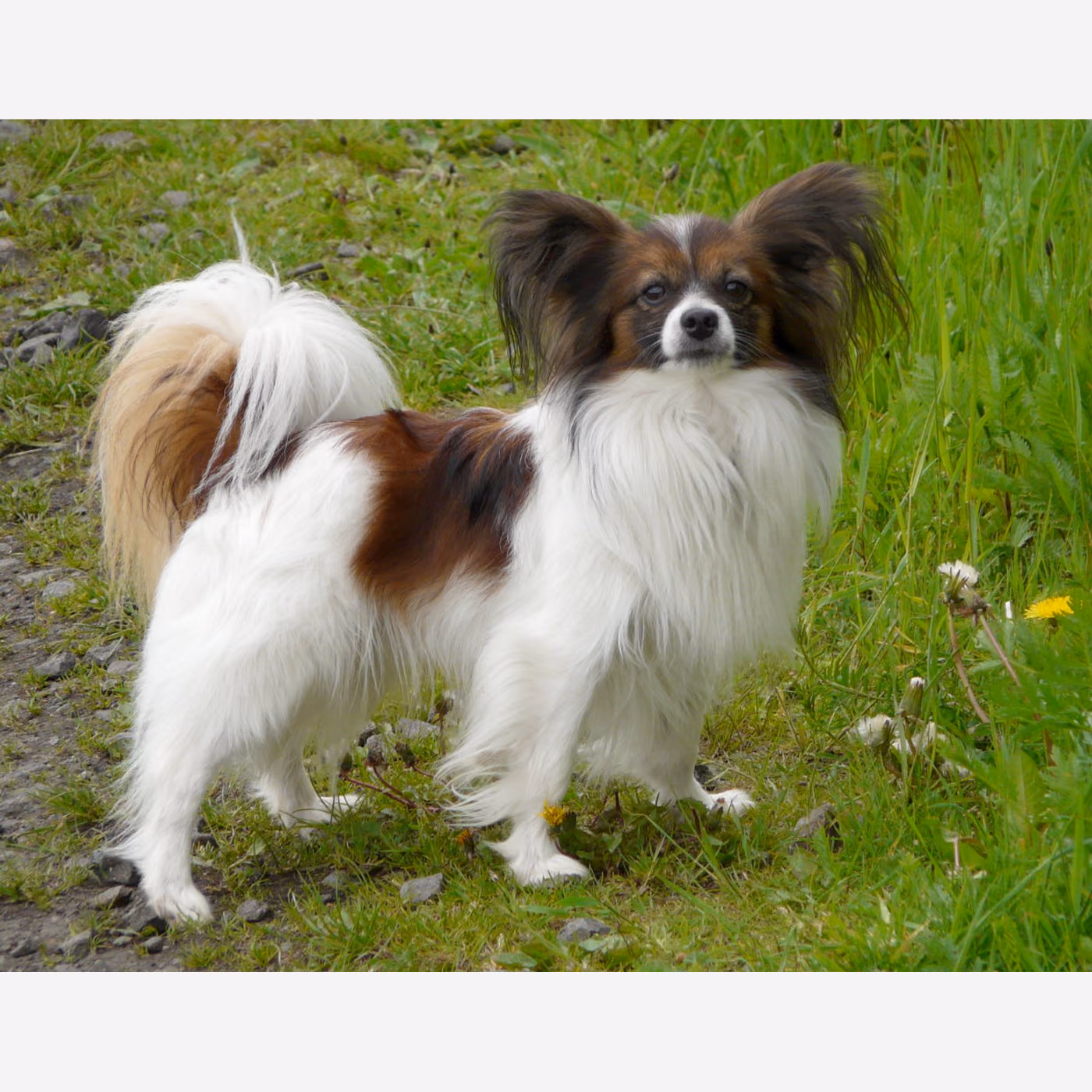 Papillon