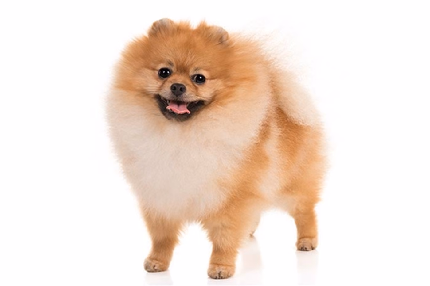Pomeranian