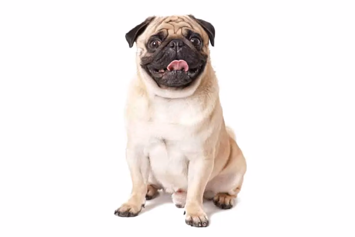 Pug