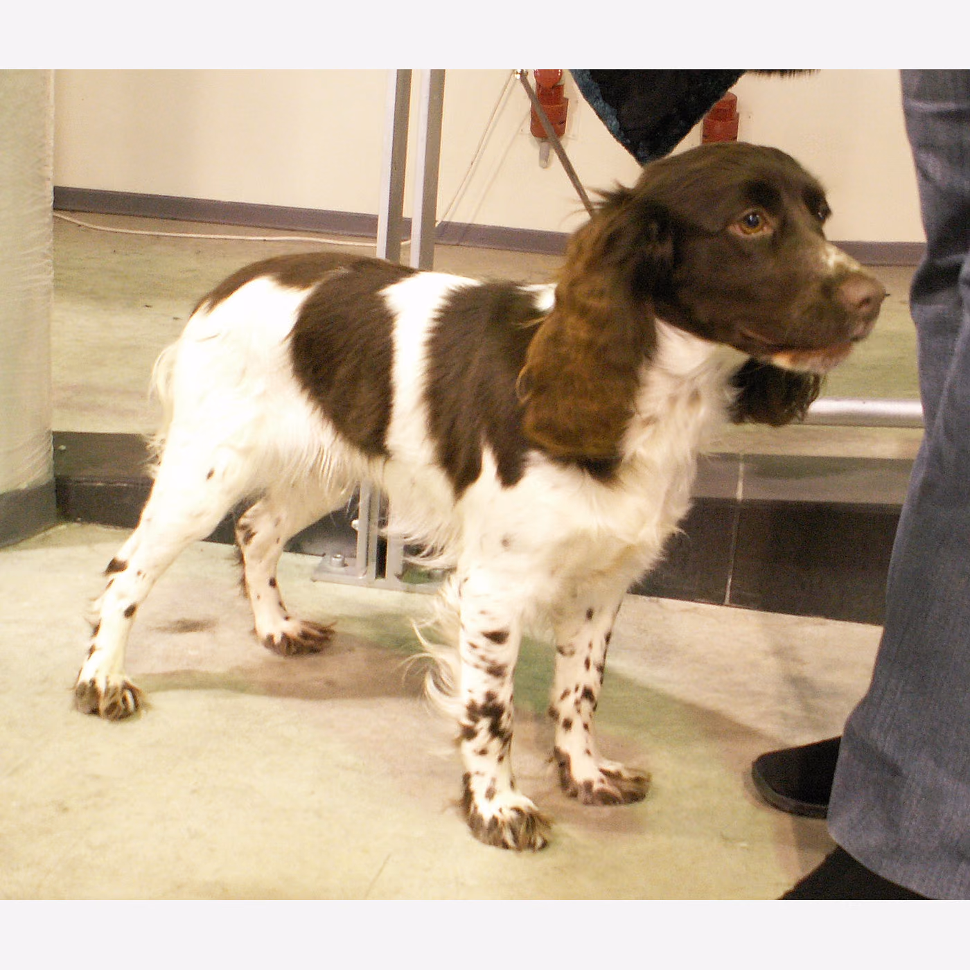 Russian Spaniel