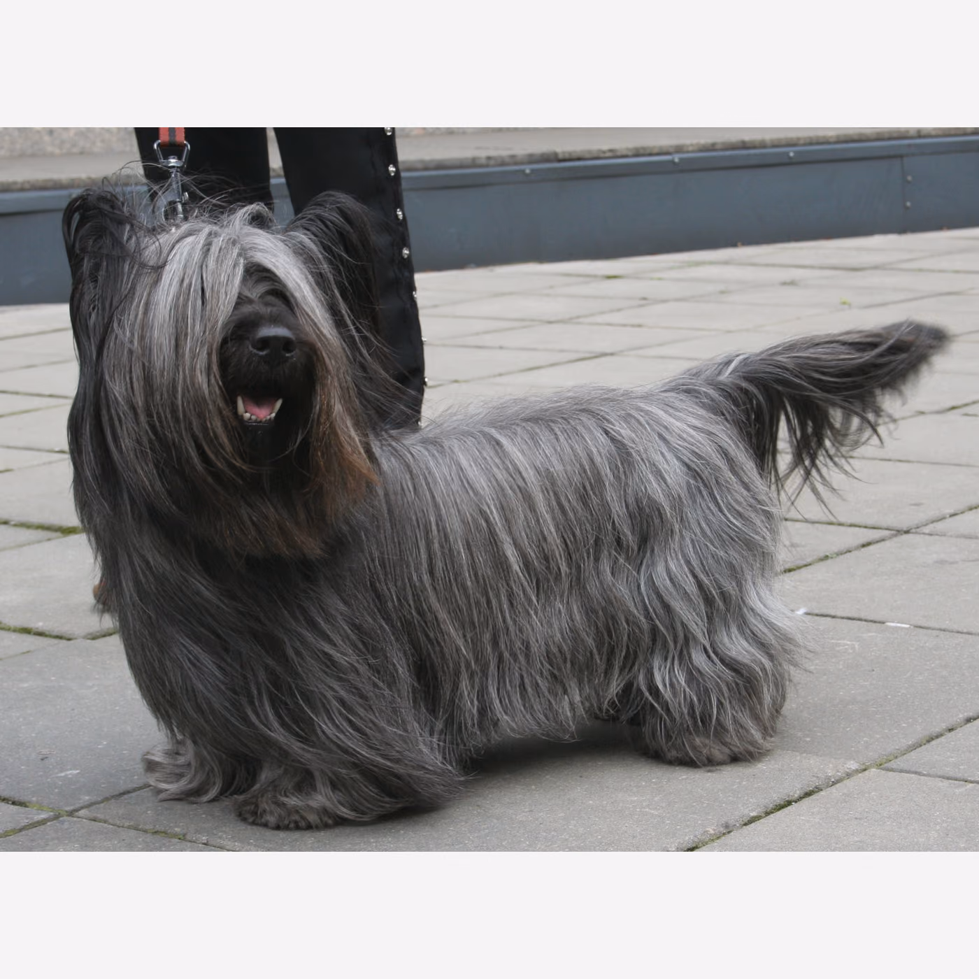 Skye Terrier