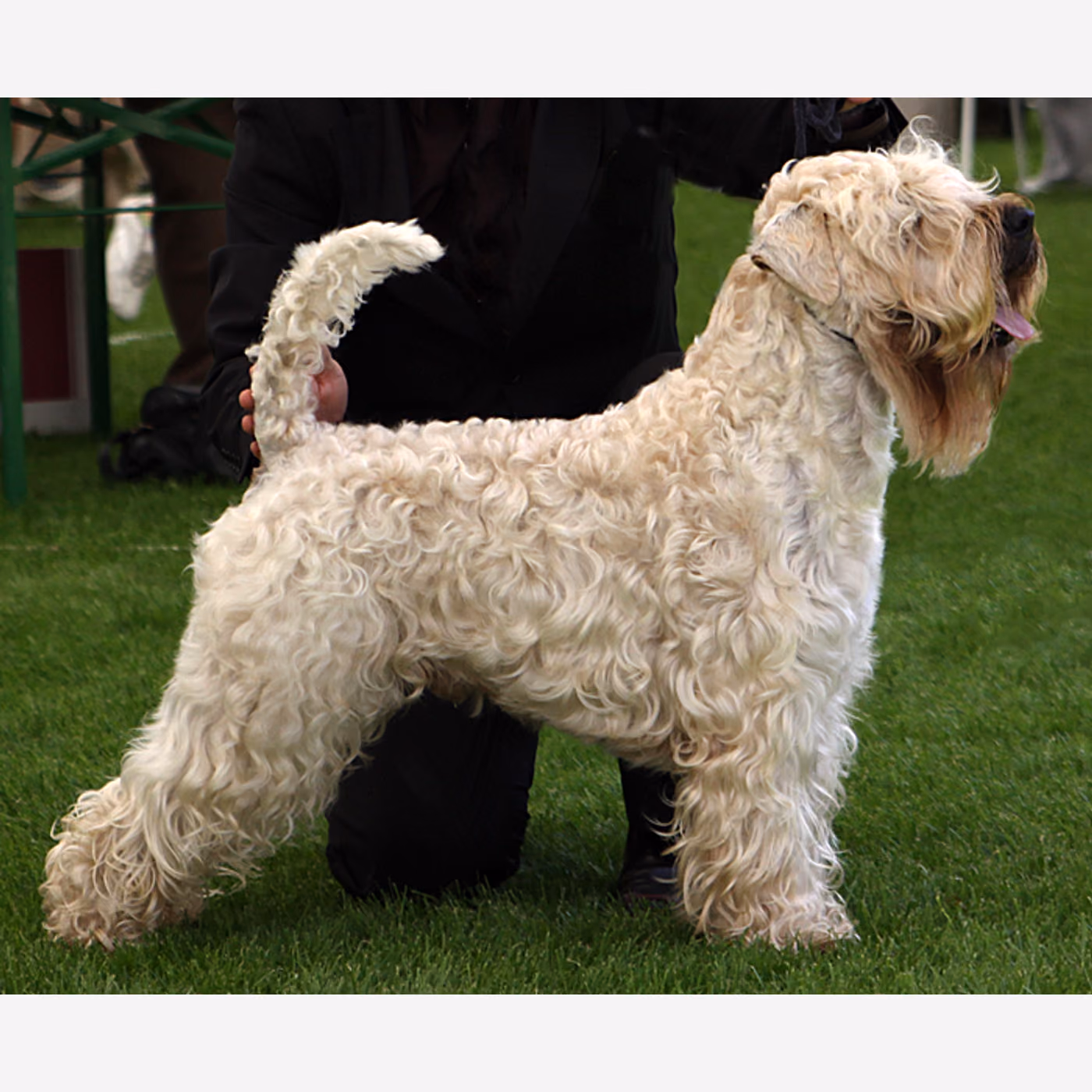 Soft Coated Wheaten Terrier