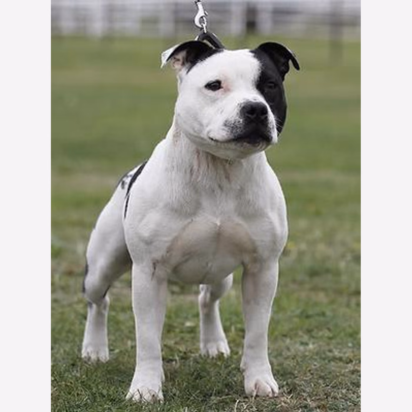 Staffordshire Bull Terrier