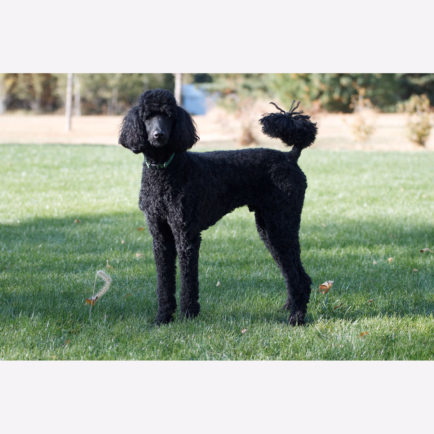 Standart Poodle