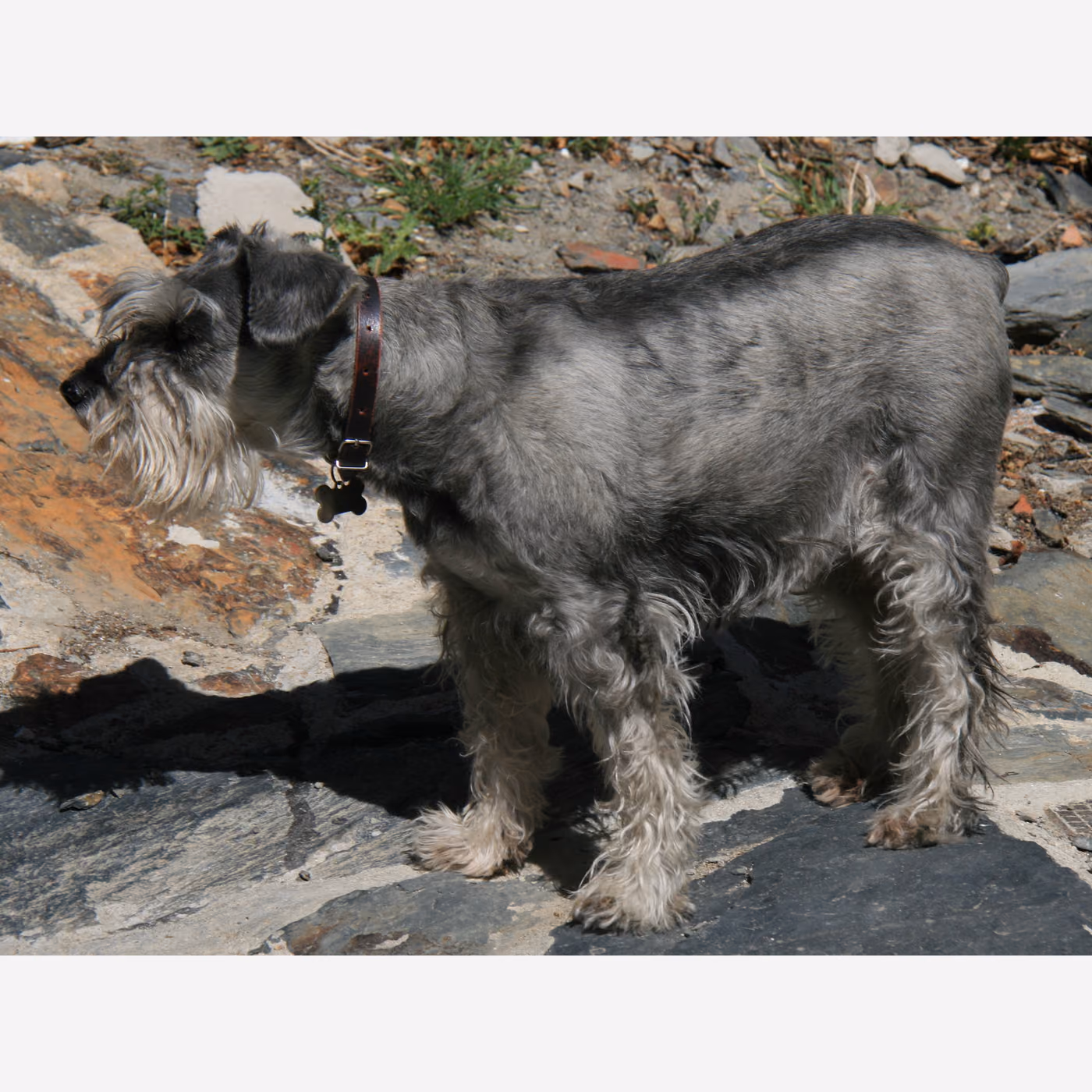 Standart Schnauzer